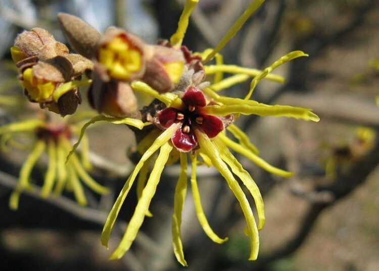 květy vilín japonský