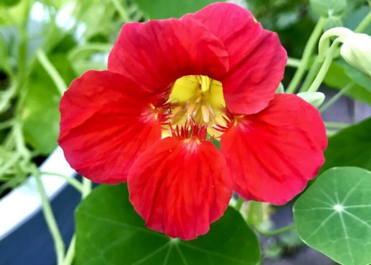 lichořeřišnice květ