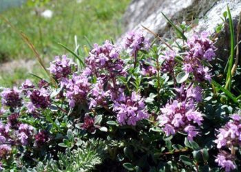 mateřídouška úzkolistá