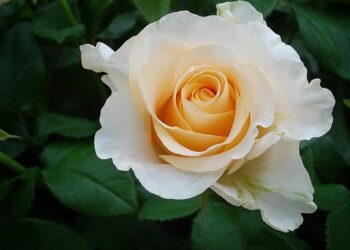 množení růží t 1