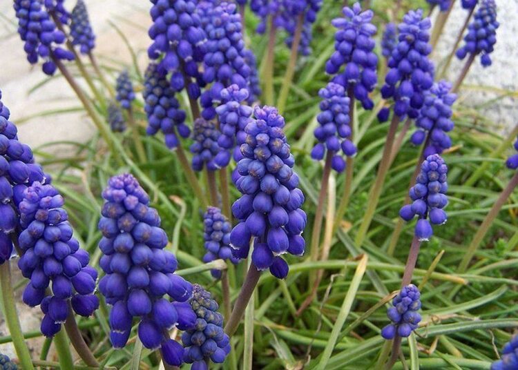 modčenec arménský t wikipedia