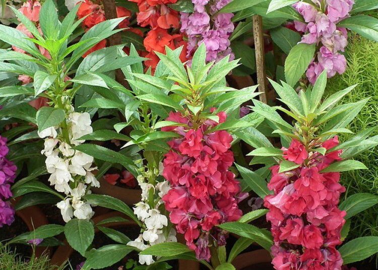 netýkavka wikipedia t