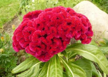 nevadlec hřebenitý