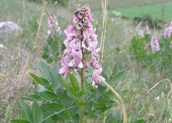 třemdava bílá wikipedia