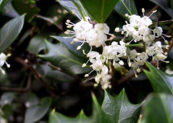 vonokvětka cesmínolistá t wikipedia