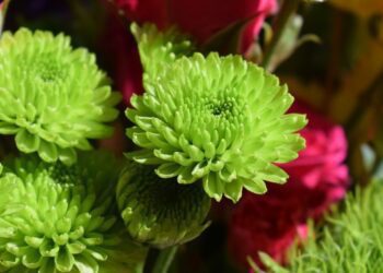 zelené chryzantémy