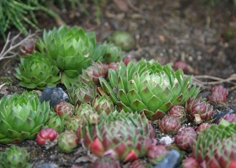 1024px Sempervivum