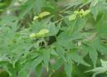 Acer palmatum0