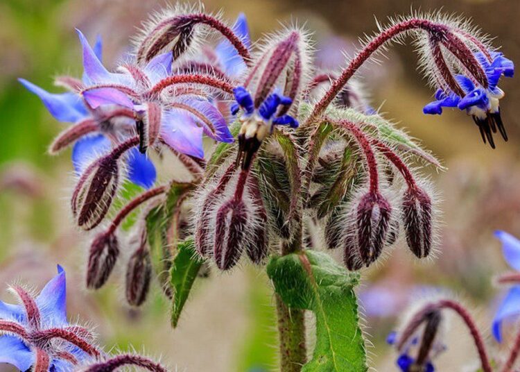 Borago officinalis. Locatie De Kruidhof