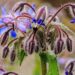 Borago officinalis. Locatie De Kruidhof