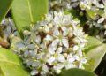 Skimmia wikipedia 1