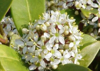 Skimmia wikipedia 1