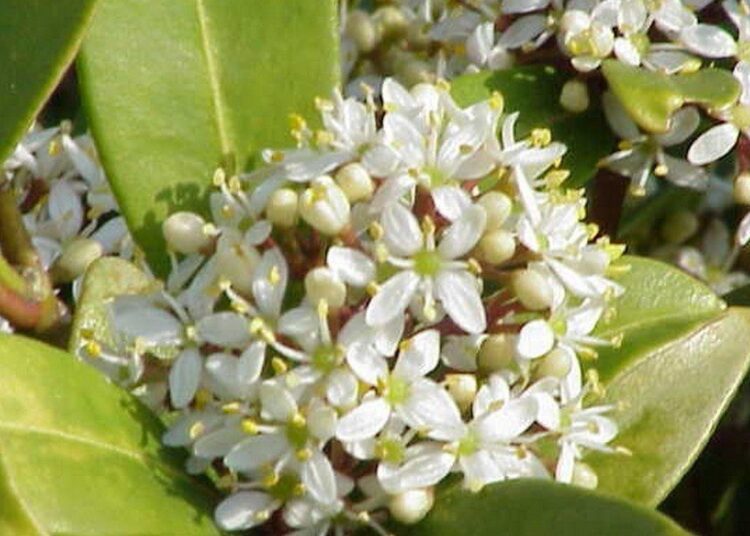Skimmia wikipedia 1