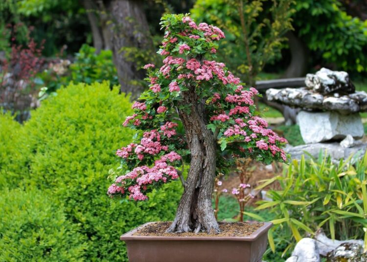 bonsai 3125717 1280