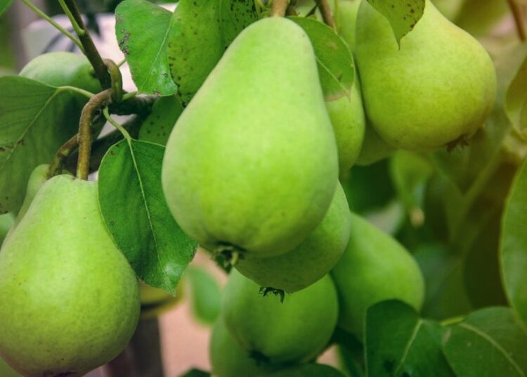 hrušky 1