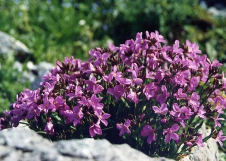 huseník půdopk. wikipedia