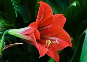 hvězdník wikipedia