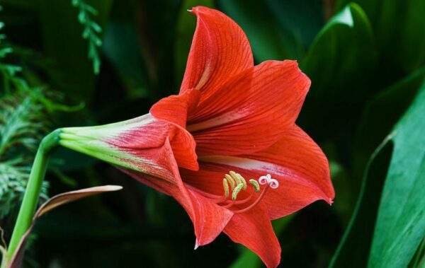 hvězdník wikipedia