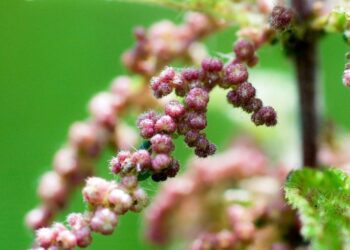 kopřivová semínka