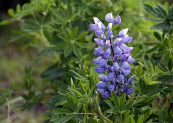 lupine