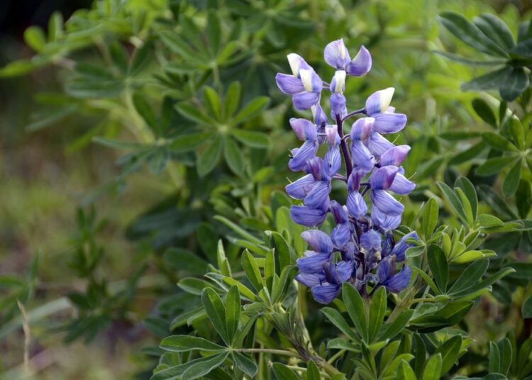 lupine