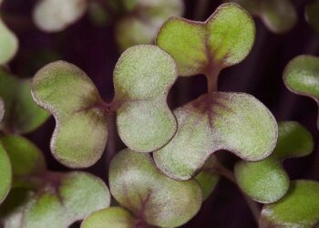 mokrogreens wiiepdia