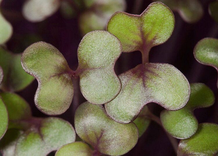 mokrogreens wiiepdia