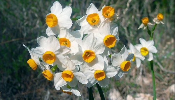 narcis wikiepdia 1