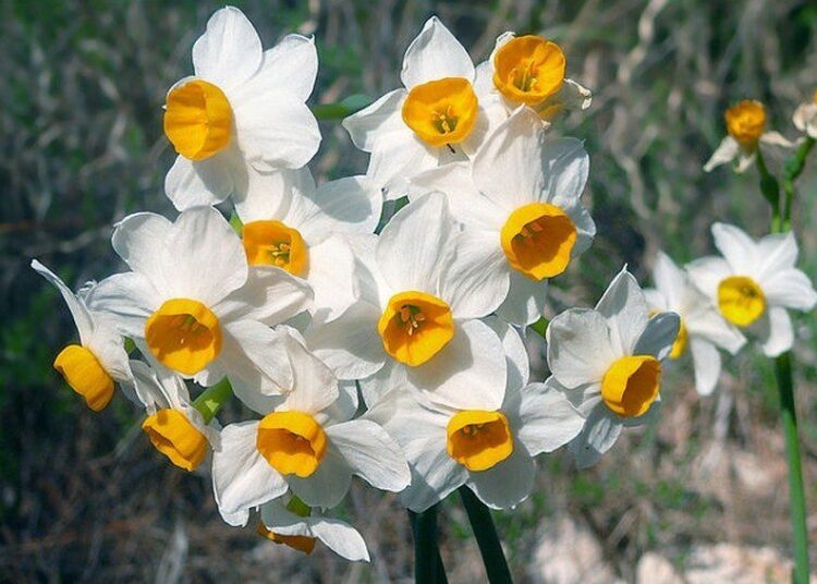 narcis wikiepdia 1
