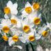 narcis wikiepdia 1