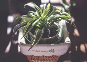 pokojové rostliny t