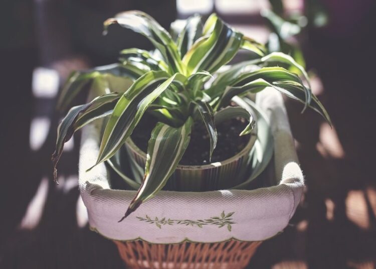 pokojové rostliny t