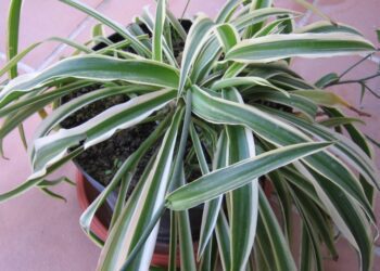 přesazování rostlin wikiepdia