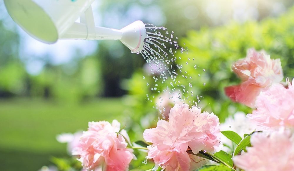 Jak správně zalévat zahradu?