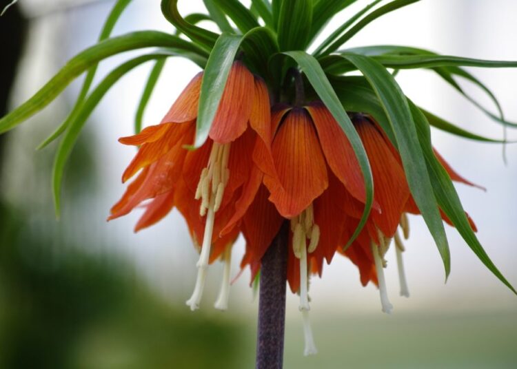 řebčík královský