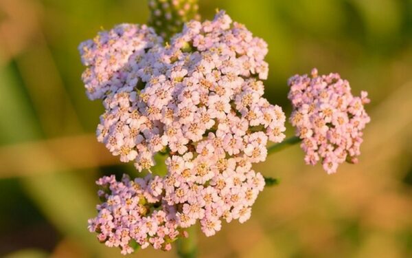 ebříček obecný wikipedia