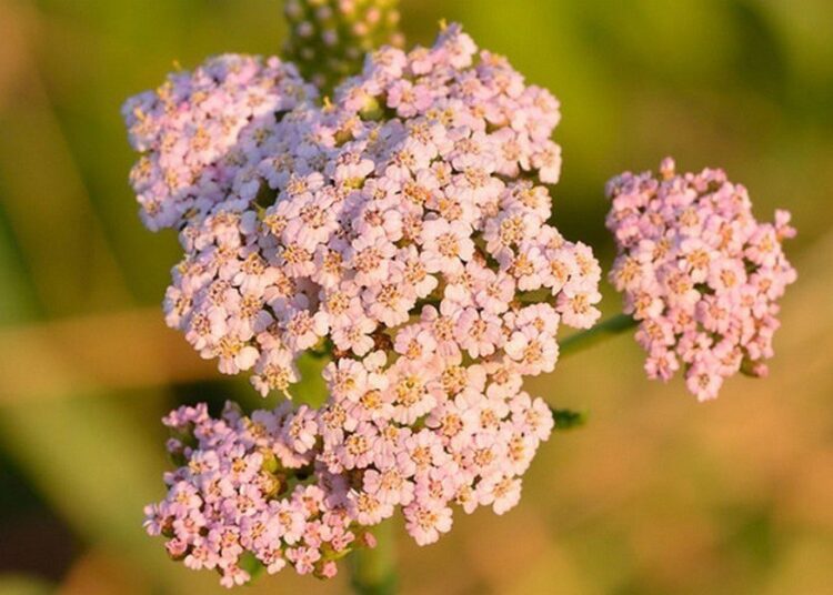 ebříček obecný wikipedia