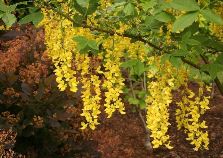 štědřenec odvislý