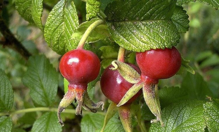 1024px Hagebutten am Strauch