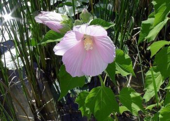 800px Swamp Rose Mallow