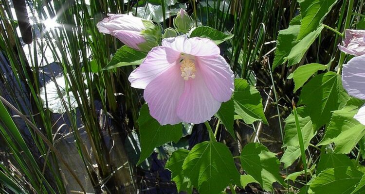 800px Swamp Rose Mallow