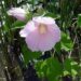 800px Swamp Rose Mallow
