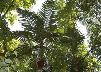 Pinanga andamanensis