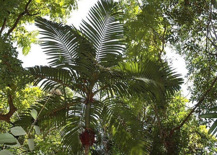 Pinanga andamanensis