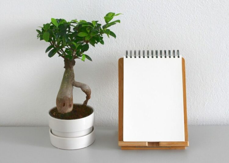 bonsai