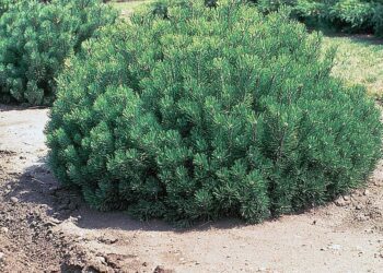 borovice kleč wikiepdia