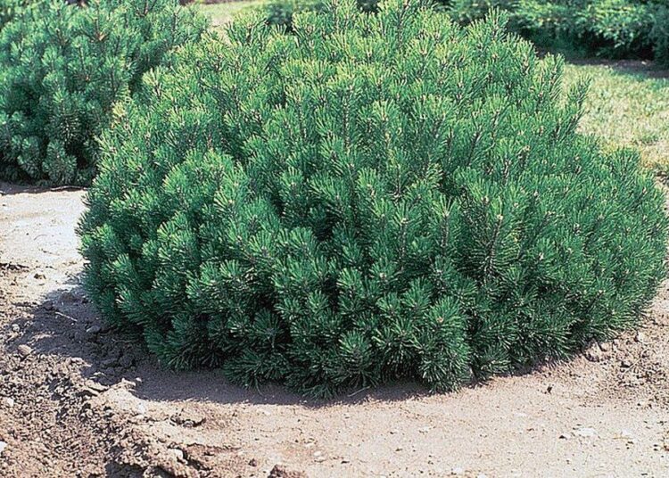 borovice kleč wikiepdia