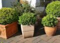 buxus
