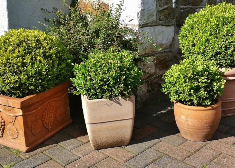 buxus