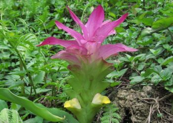 curcuma aromatika wikiepdia